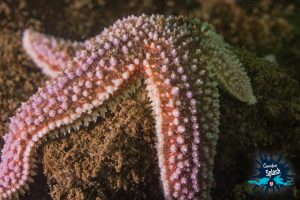 Deer Island Sea Star Underwater