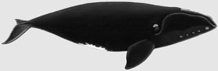 North Atlantic Right Whale