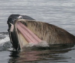A Whale's Baleen