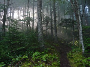 Bay of Fundy Forest