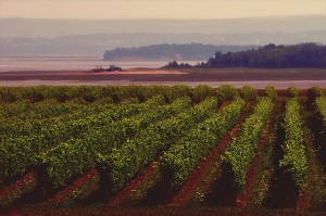 Blomidon Winery