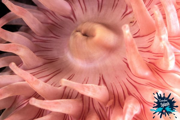 Northern Red Sea Anemone Deer Island