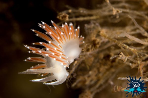 Nudibranch on Deer Island