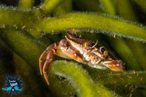 A Rock Crab in the Atlantic