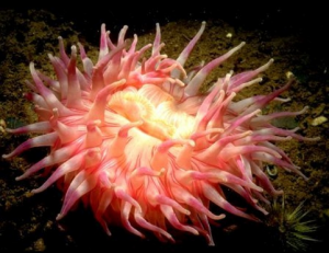 Dahlia Anemone