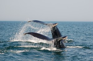 Double Whale Tail