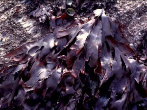 Dulse on a Rock