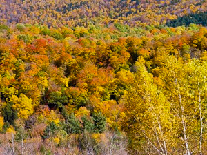 Bay of Fundy Fall Foliage