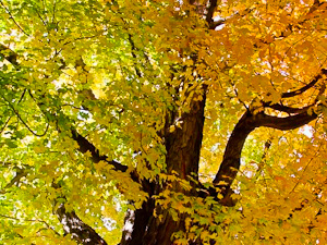 Bay of Fundy Fall Foliage