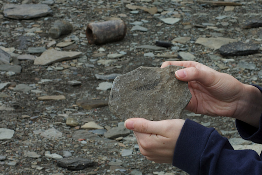 Fossil Hunting - Bay of Fundy
