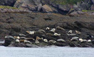 Harbour Seals