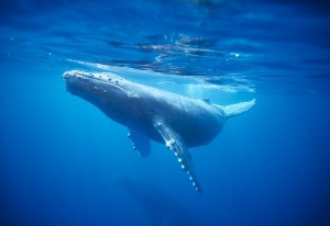 Humpback Whale Calf