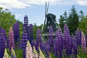 Windmill at Kingsbrae Garden Windmill at Kingsbrae Garden