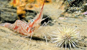 Montague Shrimp at Deer Island Point