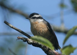 Red-breasted Nuthatch at Sackville Waterfowl Park