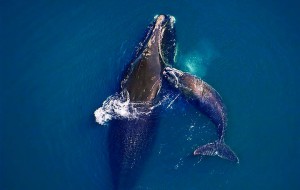 Right Whale Calfing