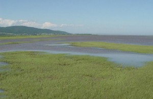 Salt Marshes