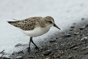 Semipalminated Sandpiper