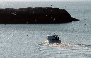 Setting lobster traps