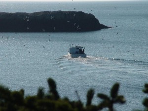 Setting lobster traps