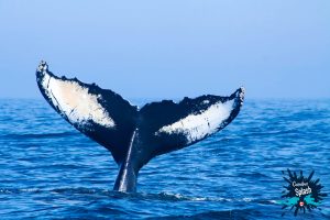 Humpback Whale, Bay of Fundy