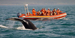 Whale Watching Whale Watching