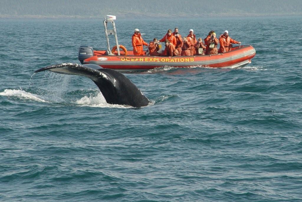 zodiac whale watching tours