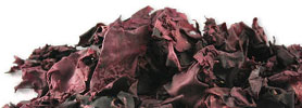 The World’s Best Dulse