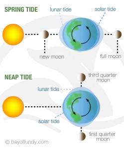 Spring vs. Neap Tides