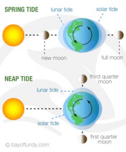 Spring vs Neap Tide