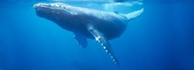 Bay of Fundy Whale Watching